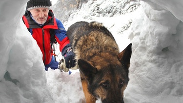 Hunde-Spürnasen: Ein Lawinensuchhund bei einer Übung der Bergwacht | Bild: picture-alliance/dpa