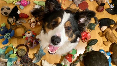 Der Hund Wiskey ist wohl einer der schlausten Hunde weltweit. Er kennt die Namen vieler Spielzeuge.  | Bild: Claudia Fugazza