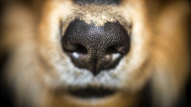 Hund als echte Spürnase: Nase eines Collie-Retriever-Hunde-Mischlings | Bild: picture alliance/chromorange