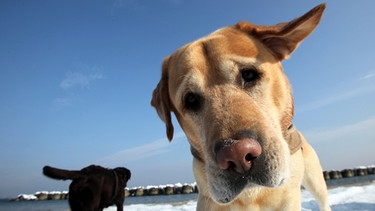 Hunde am Strand | Bild: picture-alliance/dpa
