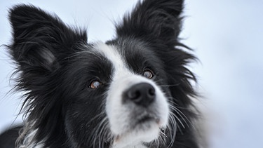 Ein Border Collie eignet sich hervorragend als Artenspürhund: Er hilft, mehr über bedrohte Tier- und Pflanzenarten herauszufinden. | Bild: picture-alliance/dpa/dpa-Zentralbild/Patrick Pleul