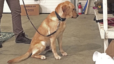 Der Datenträger-Spürhund Kimo und sein Herrchen James Walstrom, USA. Ihre gute Nase und ihr soziales Verhalten machen Hunde zu besonders hilfreichen Begleitern für uns Menschen: Es gibt Jagdhunde, Lawinenhunde, Blindenführhunde und Drogenspürhunde. | Bild: picture alliance/AP Images