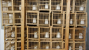 Im Kanarienvogel-Museum in Sankt Andreasberg sind die Transportkäfige zu sehen, in denen die Bergleute die Kanarienvögel früher unter Tage mitgenommen haben. Der Kanarienvogel ist heute ein beliebtes Haustier. Es gibt ihn in vielen verschiedenen Formen. Man findet die wilde Urform noch auf den Kanaren, den Azoren, den Kapverden und Madeira. | Bild: picture-alliance/dpa
