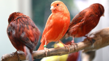 Rote Kanarienvögel. Der Kanarienvogel ist ein beliebtes Haustier. Es gibt ihn in vielen verschiedenen Formen. Man findet die wilde Urform noch auf den Kanaren, den Azoren, den Kapverden und Madeira. | Bild: picture-alliance/dpa