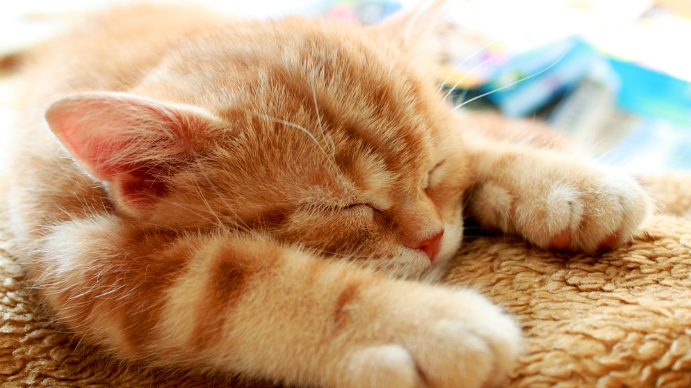 Schlafende Katze | Bild: colourbox.com