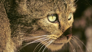 Geschichte der Hauskatze: Europäische Wildkatze | Bild: picture-alliance/dpa