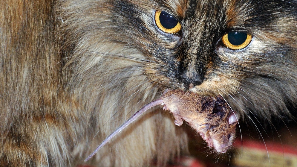 Geschichte der Hauskatze - Gelungene Jagd: Katze mit Maus | Bild: picture-alliance/dpa