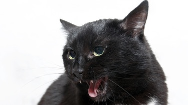 Geschichte der Hauskatze: Schwarze Katze. Im späten Mittelalter war die schwarze Katze Sinnbild des Bösen | Bild: colourbox.com