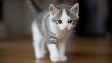 Geschichte der Hauskatze: Junge Katze | Bild: picture-alliance/dpa