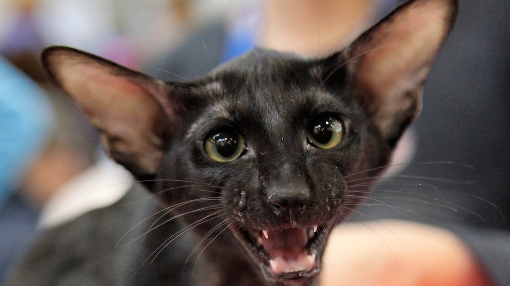 Orientalisch Kurzhaar-Katze mit großen Ohren | Bild: picture-alliance/dpa