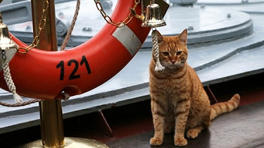 Katze aus einem Schiff neben einem Rettungsring | Bild: picture-alliance/dpa