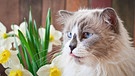 Katze sitzt vor einem Strauß Narzissen | Bild: colourbox.de