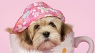 Teacup Dog - Teetassen-Hund - mit Hut. Teacup Dogs sind in sozialen Medien der Renner. Stars wie Paris Hilton haben die Mini-Hunde bekannt gemacht. Doch die Mini-Züchtungen sind eine Qual für die Hunde. | Bild: picture alliance/Mary Evans Picture Library