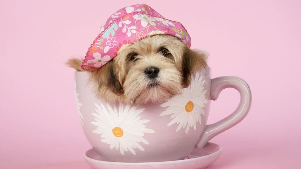 Teacup Dog - Teetassen-Hund - mit Hut. Teacup Dogs sind in sozialen Medien der Renner. Stars wie Paris Hilton haben die Mini-Hunde bekannt gemacht. Doch die Mini-Züchtungen sind eine Qual für die Hunde. | Bild: picture alliance/Mary Evans Picture Library