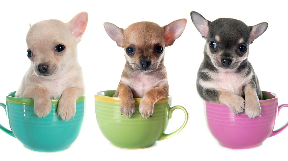 Drei kleine Teacup-Dogs in einer Teetasse. Teacup Dogs sind in sozialen Medien der Renner. Stars wie Paris Hilton haben die Mini-Hunde bekannt gemacht. Doch die Mini-Züchtungen sind eine Qual für die Hunde. | Bild: colourbox.com
