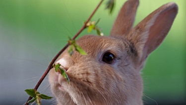 Ein Kaninchen knabbert an einer Pflanze. Ob wir sie streicheln, essen, oder in der Natur bestaunen: Ein Kaninchen auf dem Arm ist etwas anderes als das Kaninchen auf dem Teller. Oder etwa doch nicht? Wir erklären euch, warum der Umgang mit Tieren oft willkürlich ist. | Bild: colourbox.com