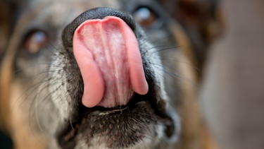 Ein Hund schleckt sich mit der Zunge über die Schnauze. Wie wurde aus dem Wolf ein Haushund? Wie kam er zum Menschen und was unterscheidet eigentlich Wolf und Hund von einander? Hier erfahrt ihr mehr über unsere treuen Haustiere und ihre Vorfahren, den Wölfen. | Bild: picture-alliance/dpa