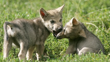 Zwei Wolfsjunge beim Spielen | Bild: picture-alliance/dpa