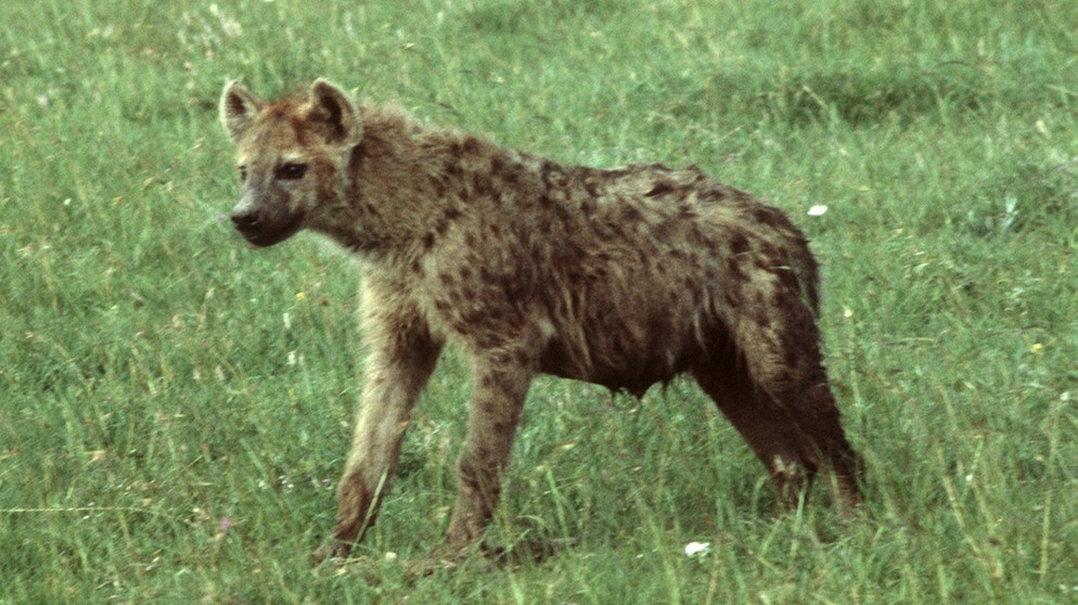 Hyäne in der Serengeti | Bild: picture-alliance/dpa