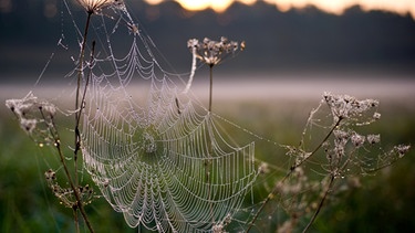 Spinnennetz | Bild: picture-alliance/dpa