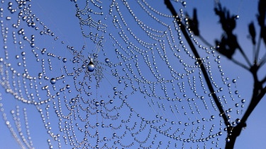 Spinnennetz mit Tautropfen | Bild: Patrick Pleul/picture-alliance/dpa