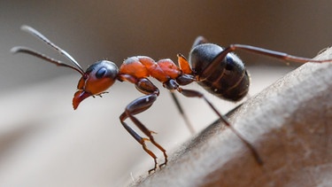 Waldameise. Das Insekt ist Teil eines ausgeklügelten Ameisenstaats. | Bild: picture-alliance/dpa
