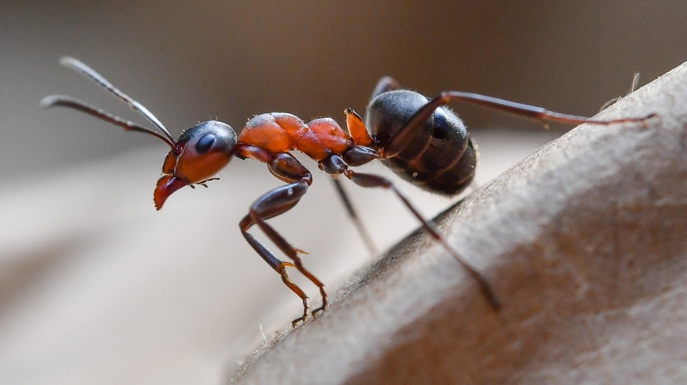 Waldameise. Das Insekt ist Teil eines ausgeklügelten Ameisenstaats. | Bild: picture-alliance/dpa
