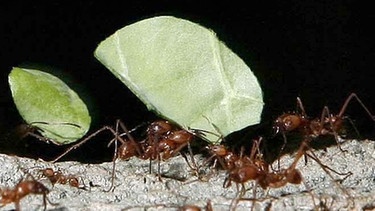 Blattschneiderameise. Das Insekt ist Teil des imposanten Ameisenstaats. | Bild: picture-alliance/dpa