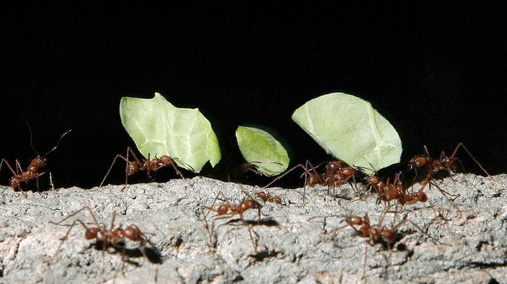 Blattschneiderameise. Das Insekt ist Teil des imposanten Ameisenstaats. | Bild: picture-alliance/dpa