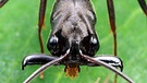Knotenameise mit Beute. Das Insekt ist Teil eines gigantischen Ameisenstaats. | Bild: picture-alliance/dpa