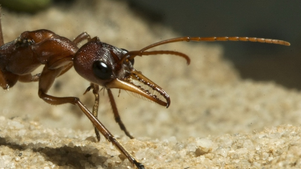 Ameise: Je besser ihre Fühler geputzt sind, desto besser kann sie schmecken und riechen. Die Insekten gehören zu gigantischen Ameisenstaaten. | Bild: picture-alliance/dpa