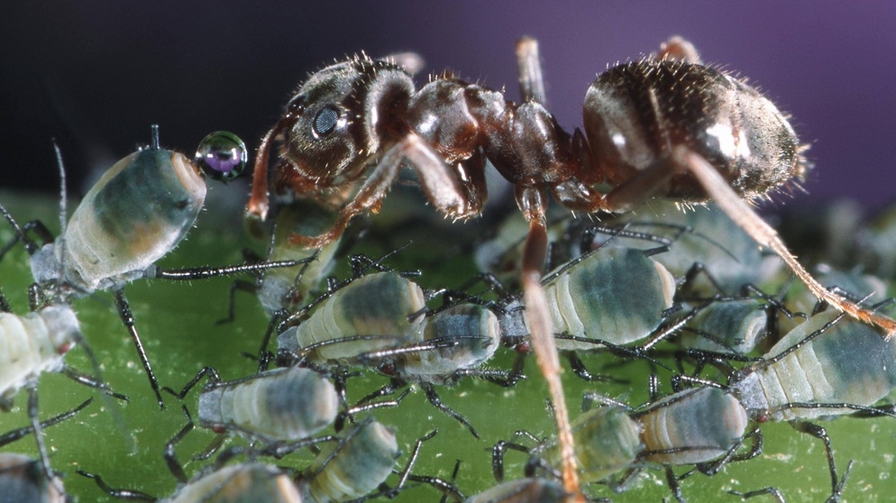 Schwarze Gartenameise mit Blattläusen. Die Insekten leben in großen Ameisenstaaten. | Bild: picture alliance / blickwinkel