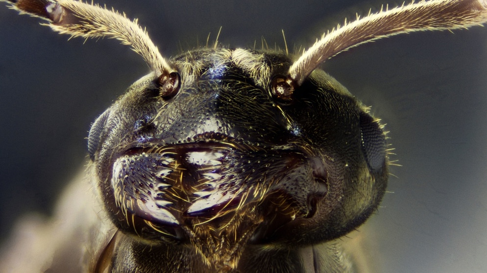 Mikrofoto eines Ameisenkopfes. Das Insekt lebt in großen Ameisenstaaten. | Bild: picture alliance/chromorange