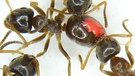 Gesunde Gartenameisen-Arbeiterinnen kümmern sich um ein pilzinfiziertes Tier (rot). Die Insekten leben in großen Ameisenstaaten. | Bild: Matthias Konrad, IST Austria