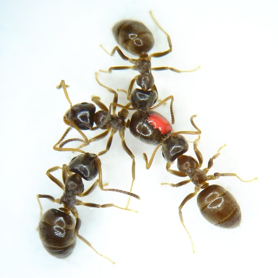 Gesunde Gartenameisen-Arbeiterinnen kümmern sich um ein pilzinfiziertes Tier (rot). Die Insekten leben in großen Ameisenstaaten. | Bild: Matthias Konrad, IST Austria