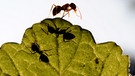 Ameisen auf einem Johannisbeerstrauch | Bild: picture-alliance/dpa