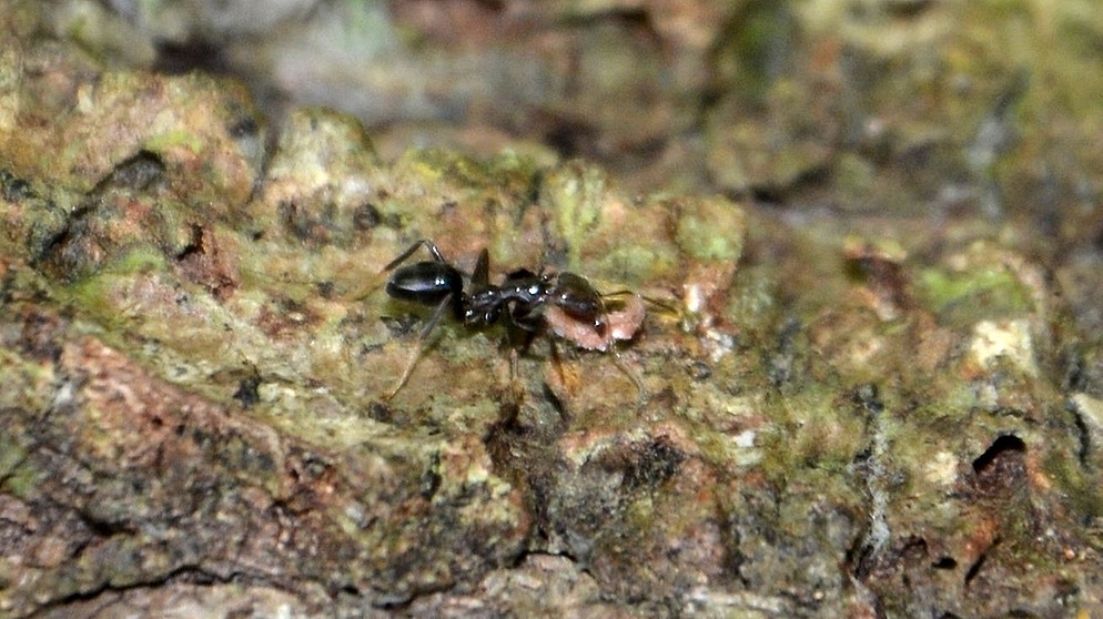 Ameise pflanzt Samen auf den Fidschi-Inseln. Die Insekten leben in großen Ameisenstaaten. | Bild: LMU/dpa