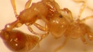 Ameisen (Cardiocondyla obscurior) im Kampf. Die Insekten leben in großen Ameisenstaaten. | Bild: Sylvia Cremer, IST Austria