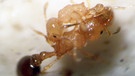 Ameisen (Cardiocondyla obscurior) im Kampf. Die Insekten leben in einem großen Ameisenstaat. | Bild: Sylvia Cremer, IST Austria