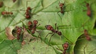 Blattschneiderameisen auf Blättern. Die Insekten leben in gigantischen Ameisenstaaten. | Bild: picture-alliance/dpa