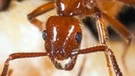 Diebsameise greift Gnamptogenys-Ameise an. Die Insekten leben in einem gigantische Ameisenstaat. | Bild: Anders Illum