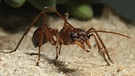 Ameise der Art Mymecia. Die Insekten leben in gigantischen Ameisenstaaten. | Bild: picture-alliance/dpa