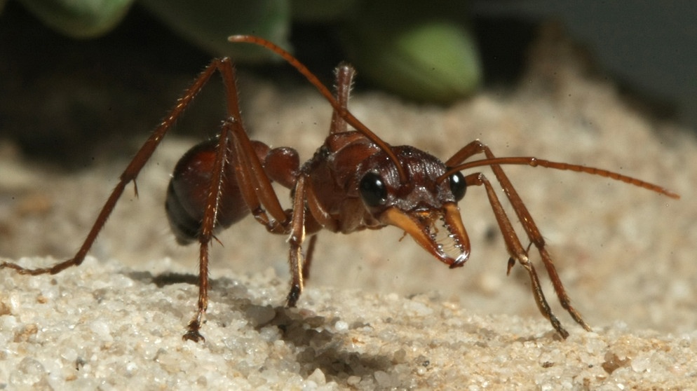 Ameise der Art Mymecia. Die Insekten leben in gigantischen Ameisenstaaten. | Bild: picture-alliance/dpa