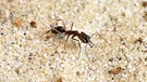 Mit ihren Mundwerkzeugen können sich Schnappkiefer-Ameisen aus der Falle von Ameisenlöwen katapultieren. Das Insekt ist Teil eines gigantischen Ameisenstaats. | Bild: Fredrick Larabee/dpa