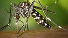 Weibliche Asiatische Tigermücke. Wie auch die Asiatische Buschmücke ist die Asiatische Tigermücke nach Deutschland eingewandert. Der Mückenatlas soll Aufschluss über ihre Verbreitung geben. | Bild: picture-alliance/dpa/James Gathany/CDC