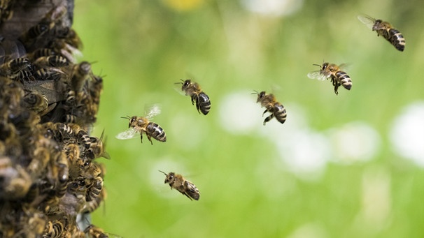 Mehrere Bienen fliegen in der Luft. | Bild: stock.adobe.com/C. Schüßler