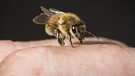 Eine Biene auf der Hand | Bild: picture alliance / newscom