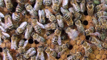 Bienen im Bienenstock: Sammlerinnen und die Kundschafterin (verschwommen), die den Schwänzeltanz tanzt, um ihren Bienenkolleginnen anzuzeigen, wo Honig oder eine andere Nahrungsquelle zu finden ist. | Bild: picture-alliance/dpa