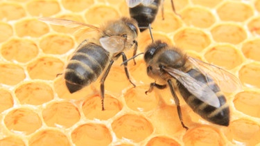 Typ der Dunklen Biene, die Österreichische Braunelle, die Biene ist ein Nutztier aber auch vom Bienensterben betroffen. | Bild: Thomas Petermann