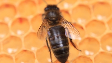 Eine Dunkle Biene, österreichische Braunelle, die Biene ist ein Nutztier aber auch vom Bienensterben betroffen. | Bild: Thomas Petermann